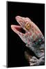 Gekko Gecko (Tokay Gecko)-Paul Starosta-Mounted Photographic Print