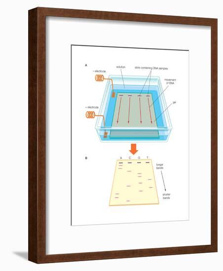 Gel Electrophoresis Uses an Electric Field-Encyclopaedia Britannica-Framed Art Print