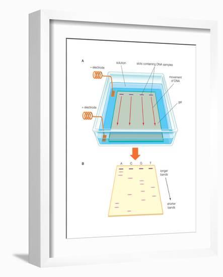 Gel Electrophoresis Uses an Electric Field-Encyclopaedia Britannica-Framed Art Print