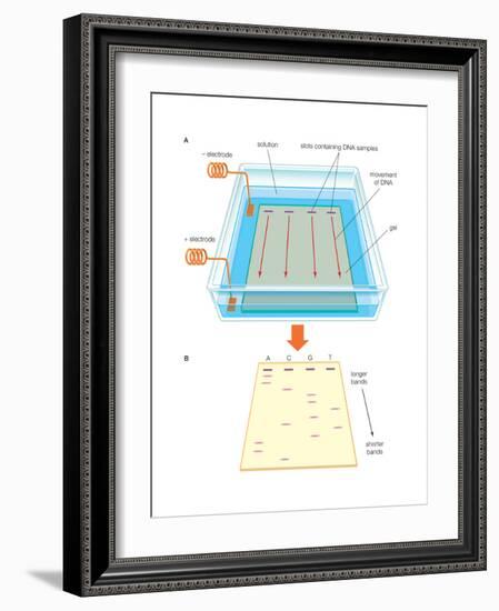 Gel Electrophoresis Uses an Electric Field-Encyclopaedia Britannica-Framed Art Print