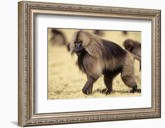 Gelada Baboon (Theropithecus Gelada) Endemic to Ethiopia, Simien National Park, Ethiopia-Elio Della Ferrera-Framed Photographic Print