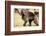 Gelada Baboon (Theropithecus Gelada) Endemic to Ethiopia, Simien National Park, Ethiopia-Elio Della Ferrera-Framed Photographic Print