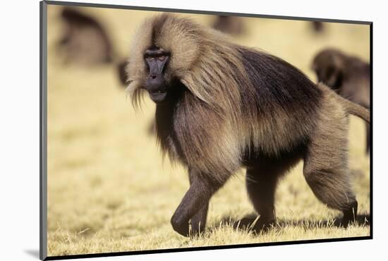 Gelada Baboon (Theropithecus Gelada) Endemic to Ethiopia, Simien National Park, Ethiopia-Elio Della Ferrera-Mounted Photographic Print