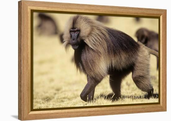 Gelada Baboon (Theropithecus Gelada) Endemic to Ethiopia, Simien National Park, Ethiopia-Elio Della Ferrera-Framed Premier Image Canvas