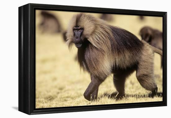 Gelada Baboon (Theropithecus Gelada) Endemic to Ethiopia, Simien National Park, Ethiopia-Elio Della Ferrera-Framed Premier Image Canvas