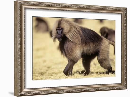 Gelada Baboon (Theropithecus Gelada) Endemic to Ethiopia, Simien National Park, Ethiopia-Elio Della Ferrera-Framed Photographic Print