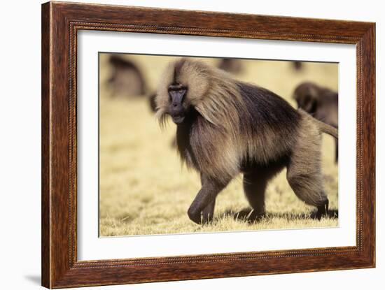 Gelada Baboon (Theropithecus Gelada) Endemic to Ethiopia, Simien National Park, Ethiopia-Elio Della Ferrera-Framed Photographic Print