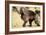 Gelada Baboon (Theropithecus Gelada) Endemic to Ethiopia, Simien National Park, Ethiopia-Elio Della Ferrera-Framed Photographic Print