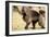 Gelada Baboon (Theropithecus Gelada) Endemic to Ethiopia, Simien National Park, Ethiopia-Elio Della Ferrera-Framed Photographic Print