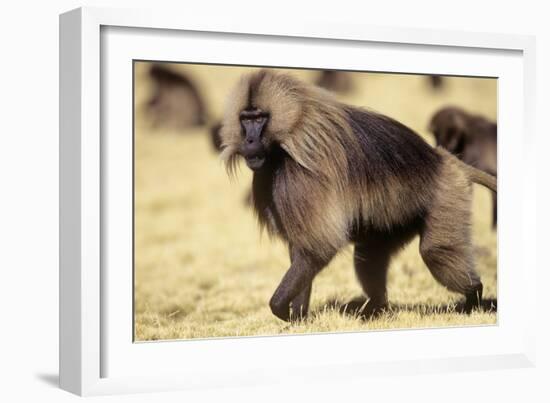 Gelada Baboon (Theropithecus Gelada) Endemic to Ethiopia, Simien National Park, Ethiopia-Elio Della Ferrera-Framed Photographic Print