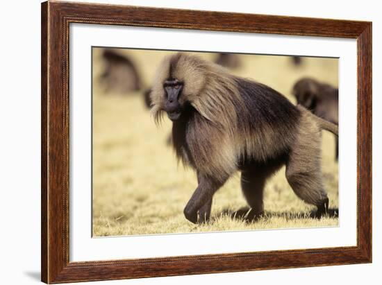 Gelada Baboon (Theropithecus Gelada) Endemic to Ethiopia, Simien National Park, Ethiopia-Elio Della Ferrera-Framed Photographic Print