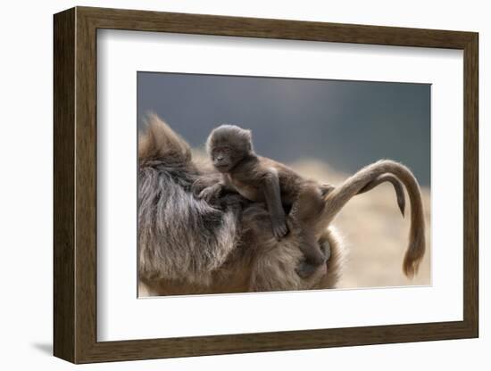 Gelada Baboon (Theropithecus Gelada) Female Carrying Baby-Constantinos Petrinos-Framed Photographic Print