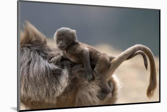 Gelada Baboon (Theropithecus Gelada) Female Carrying Baby-Constantinos Petrinos-Mounted Photographic Print