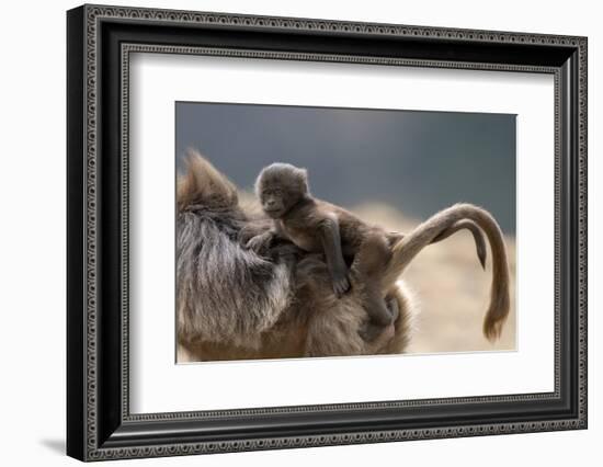 Gelada Baboon (Theropithecus Gelada) Female Carrying Baby-Constantinos Petrinos-Framed Photographic Print