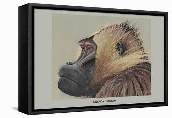 Gelada Baboon-Louis Agassiz Fuertes-Framed Stretched Canvas