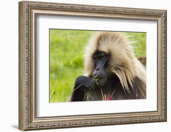 Gelada Mountain Monkey, Simien Mountain, Ethiopia-Keren Su-Framed Photographic Print