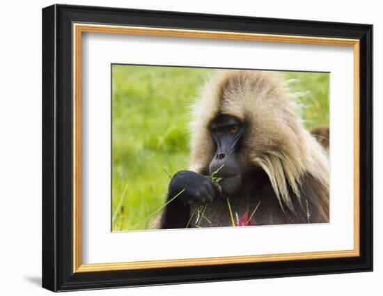 Gelada Mountain Monkey, Simien Mountain, Ethiopia-Keren Su-Framed Photographic Print