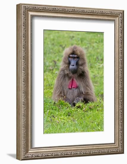 Gelada Mountain Monkey, Simien Mountain, Ethiopia-Keren Su-Framed Photographic Print