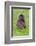 Gelada Mountain Monkey, Simien Mountain, Ethiopia-Keren Su-Framed Photographic Print