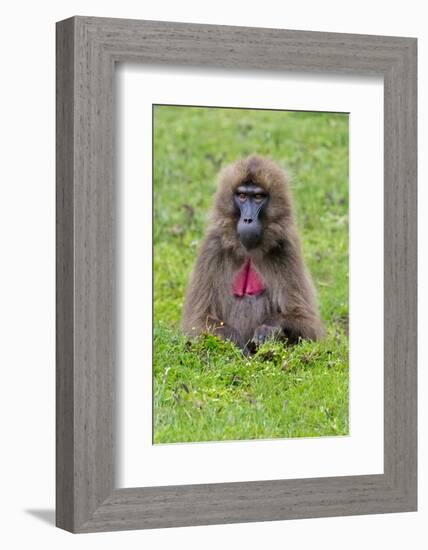 Gelada Mountain Monkey, Simien Mountain, Ethiopia-Keren Su-Framed Photographic Print