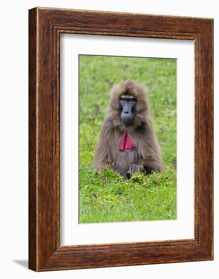 Gelada Mountain Monkey, Simien Mountain, Ethiopia-Keren Su-Framed Photographic Print