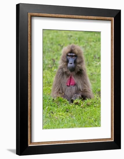 Gelada Mountain Monkey, Simien Mountain, Ethiopia-Keren Su-Framed Photographic Print