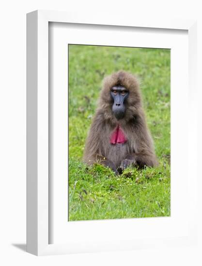 Gelada Mountain Monkey, Simien Mountain, Ethiopia-Keren Su-Framed Photographic Print