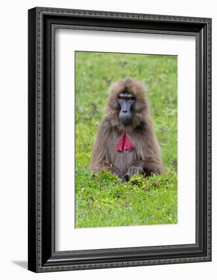 Gelada Mountain Monkey, Simien Mountain, Ethiopia-Keren Su-Framed Photographic Print