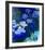 Gelbe Seerosen Und Agapanthes-Claude Monet-Framed Art Print