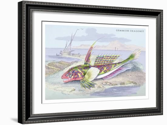 Gemmous Dragonet-Robert Hamilton-Framed Art Print