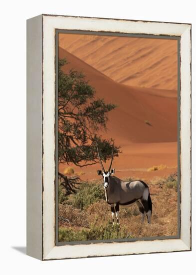 Gemsbok and Sand Dunes, Namib-Naukluft National Park, Namibia-David Wall-Framed Premier Image Canvas