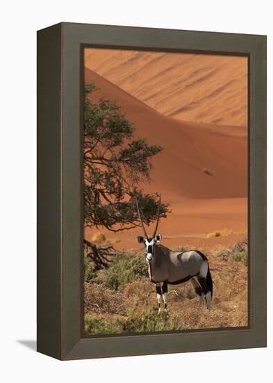 Gemsbok and Sand Dunes, Namib-Naukluft National Park, Namibia-David Wall-Framed Premier Image Canvas