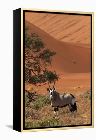 Gemsbok and Sand Dunes, Namib-Naukluft National Park, Namibia-David Wall-Framed Premier Image Canvas