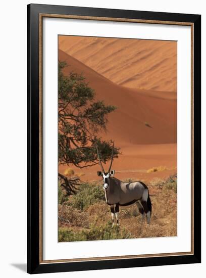 Gemsbok and Sand Dunes, Namib-Naukluft National Park, Namibia-David Wall-Framed Photographic Print