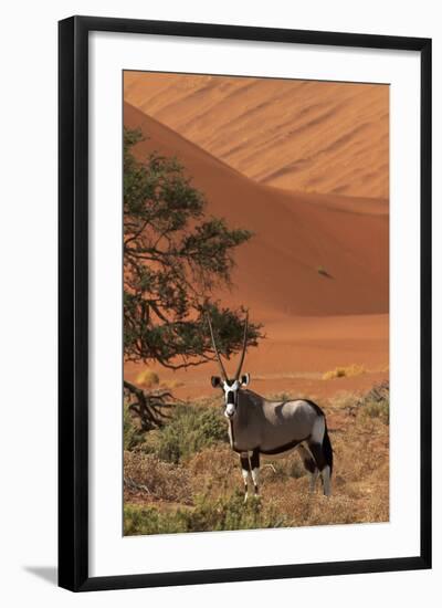 Gemsbok and Sand Dunes, Namib-Naukluft National Park, Namibia-David Wall-Framed Photographic Print