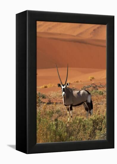 Gemsbok and Sand Dunes, Namib-Naukluft National Park, Namibia-David Wall-Framed Premier Image Canvas