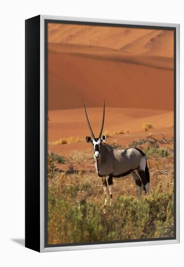 Gemsbok and Sand Dunes, Namib-Naukluft National Park, Namibia-David Wall-Framed Premier Image Canvas