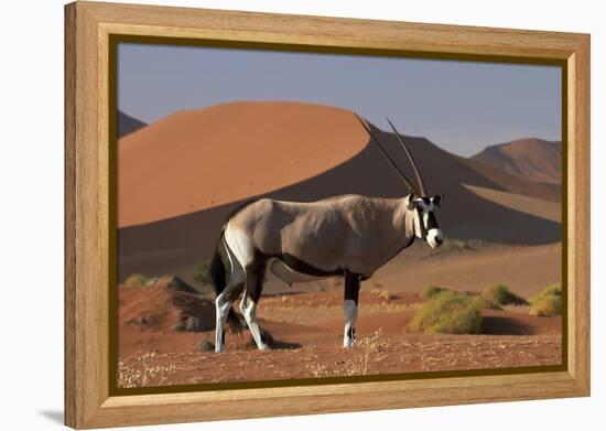 Gemsbok and Sand Dunes, Namib-Naukluft National Park, Namibia-David Wall-Framed Premier Image Canvas