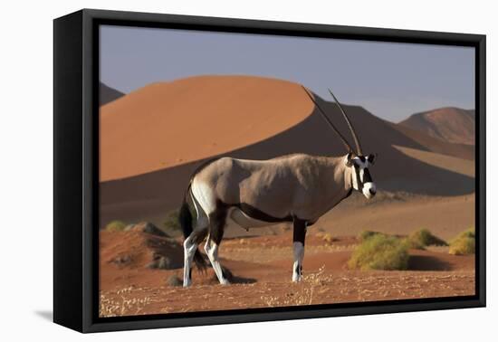 Gemsbok and Sand Dunes, Namib-Naukluft National Park, Namibia-David Wall-Framed Premier Image Canvas