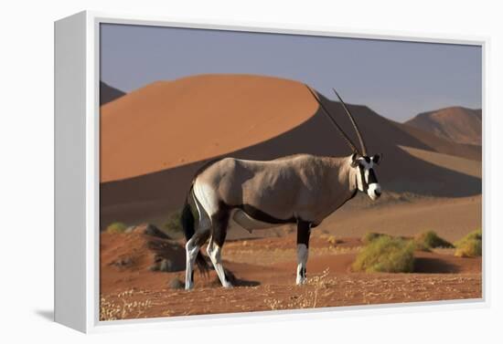 Gemsbok and Sand Dunes, Namib-Naukluft National Park, Namibia-David Wall-Framed Premier Image Canvas