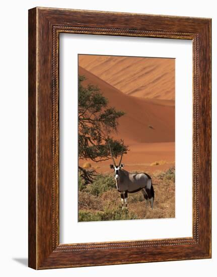 Gemsbok and Sand Dunes, Namib-Naukluft National Park, Namibia-David Wall-Framed Photographic Print