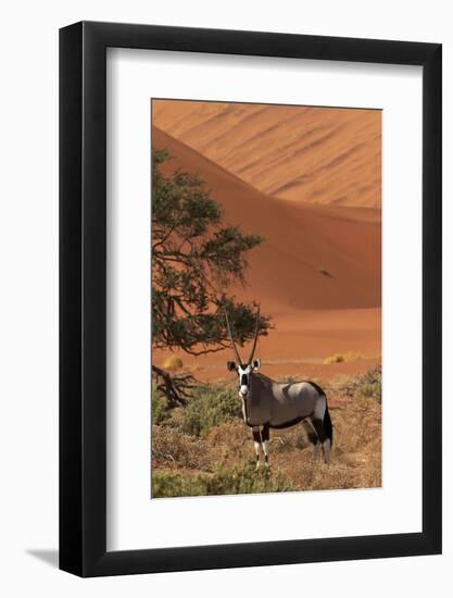 Gemsbok and Sand Dunes, Namib-Naukluft National Park, Namibia-David Wall-Framed Photographic Print