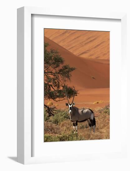 Gemsbok and Sand Dunes, Namib-Naukluft National Park, Namibia-David Wall-Framed Photographic Print