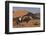 Gemsbok and Sand Dunes, Namib-Naukluft National Park, Namibia-David Wall-Framed Photographic Print