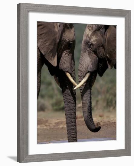 Gemsbok at Sunrise, South Africa-Paul Souders-Framed Photographic Print