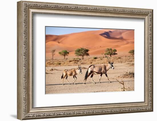 Gemsbok female and calf walking past sand dune, Namibia-Eric Baccega-Framed Photographic Print