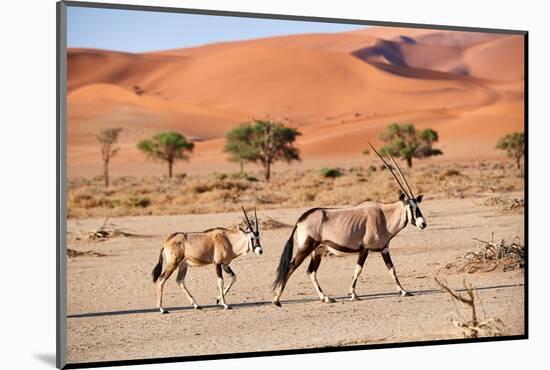 Gemsbok female and calf walking past sand dune, Namibia-Eric Baccega-Mounted Photographic Print