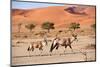 Gemsbok female and calf walking past sand dune, Namibia-Eric Baccega-Mounted Photographic Print
