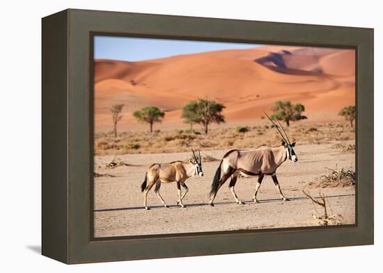 Gemsbok female and calf walking past sand dune, Namibia-Eric Baccega-Framed Premier Image Canvas