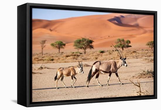 Gemsbok female and calf walking past sand dune, Namibia-Eric Baccega-Framed Premier Image Canvas